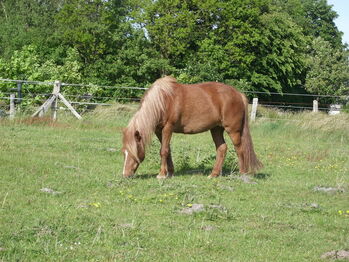 Kieffer Gundlach Tölt-Sattel Kieffer HGG Tölt-Sport-Freizeit-Distanz Rippsattel ohne Trachten
