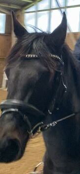 Kieffer Trense Essential neuwertig Kieffer Essential 