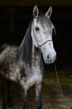 Artige 7 jährige Stute, Justine Kluge, Horses For Sale, Ausleben 