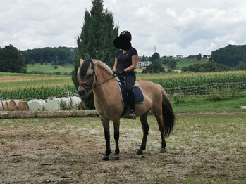 Herzensgute Fjordstute, Kerstin, Horses For Sale, Grafendorf