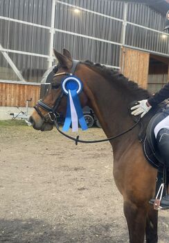 Kindereinsteigerpony für Turniersport, Katharina Lehmann (Pferdevermittlung Leus), Pferd kaufen, Limburg an der Lahn