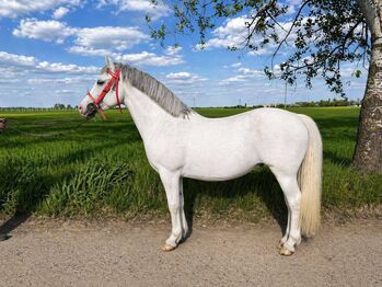 Kinderfreundliche 8-jährige Stute „Blanka“ – 148 cm