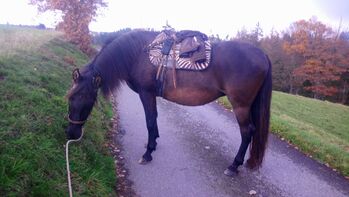 Kinderliebe PRE Rapp Zuchtstute, Storchenegger Nadja , Pferd kaufen, Höchenschwand