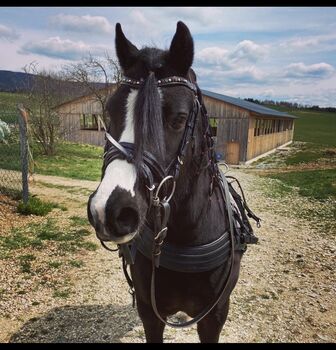 Kinderpony Black Beauty, Busterhojer, Horses For Sale, Neureichenau