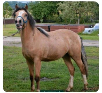 Kinderpony geritten Welsh Wallach Sonderfarbe Kutschpony, Alina, Pferd kaufen, Ostbevern 