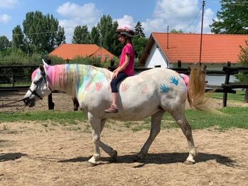 Kinder ponys suchen ein neues reiter