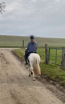 Kinderliebe Tinker-Scheckstute (2017) – Familien- & Freizeitpony