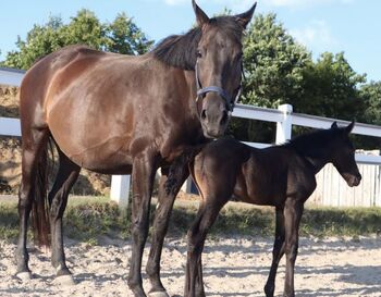 Kintaro, Jungpferd, 4 Jahre