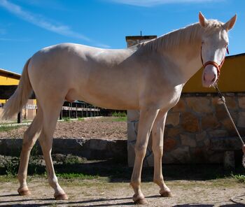 Bereit für dein Spanisches Traumpferd, Melanie Manzl (Passion Barock), Horses For Sale, 6341