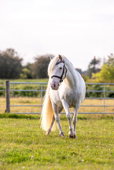 Ponystute 14 jahre, Olivia , Konie na sprzedaż, Rendsburg 