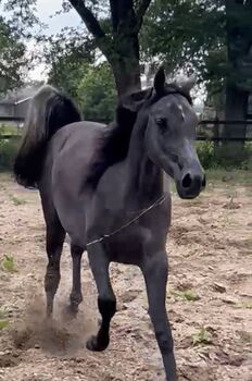 Arabian Mare, Prium Arabians, Konie na sprzedaż, Uddel