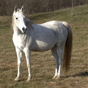 Araber Stute, Petra , Konie na sprzedaż, Bled