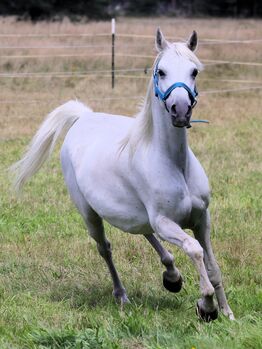 Araberstute aus 2005, Topfit gesund, Zucht nur Prämienfohlen