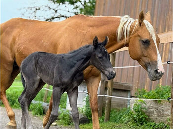Reine Quarter Horse Stute