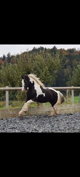 Tinker Stute, Sabrina, Konie na sprzedaż, Oberscherli