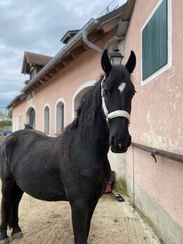 Friesen Stute sucht neuen ❤️-Mensch, Enya, Konie na sprzedaż, Allersberg 