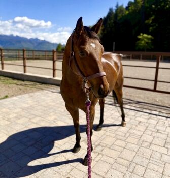 Bay Stute Wimpys Little Step x Topsail (2022)