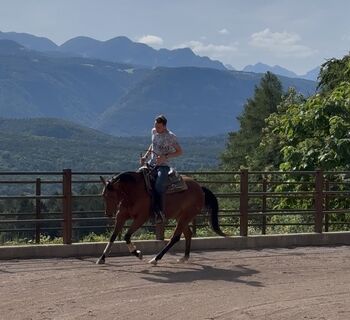 Bay Stute Wimpys Little Step x Topsail (2022), Amelie Liegl, Konie na sprzedaż, Eppan