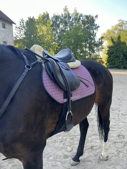 Hannoveraner Stute ca. 1,69m, 14 Jahre, Freizeit/ Zucht