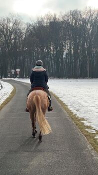 Appaloosa Zuchtstute, Anna, Konie na sprzedaż, Strass