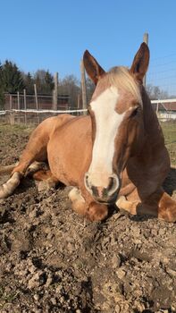 Appaloosa Zuchtstute