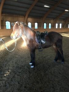 Islandpferd Stute Reitpferd, Fleur, Konie na sprzedaż, Heiligenkreuz im Lafnitztal