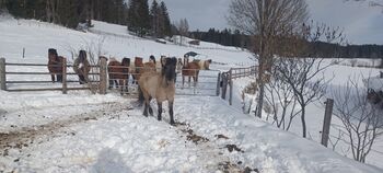 Isländer Stute, Doris , Konie na sprzedaż, Mariapfarr 