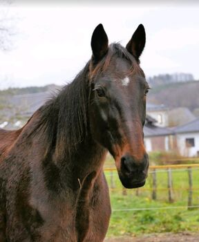 Traberstute, Wanderreitpferd, Verlasspferd, B.Ochs, Konie na sprzedaż, Wassenach