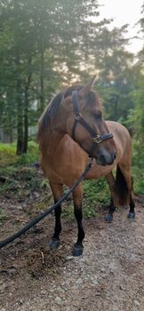 Konik-Huzule Stute zu verkaufen, S.hek, Konie na sprzedaż, Schlangenbad 