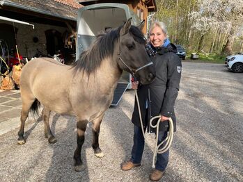 Konik Stute, Lisa Budinsky, Konie na sprzedaż, Baden