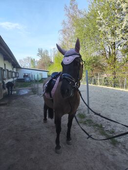 Konik stute
