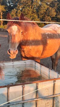 Appaloosa Pony Stute, Nicole , Konie na sprzedaż, Friesoythe 