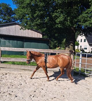 Ponystute (kein Kinderpony), Sandra Janning , Konie na sprzedaż, Westerkappeln