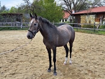 Lusitano Stute zu verkaufen, Pat Weiss, Konie na sprzedaż, Weinburg