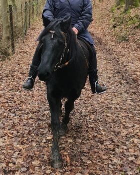 Merens Stute, Astrit Schneider , Konie na sprzedaż, Buchholz 