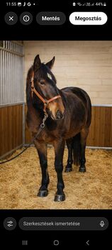 Lipizzaner mix stute