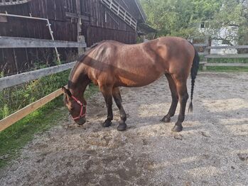 Stute zu verkaufen (Preis VHB), Silke Heusl , Konie na sprzedaż, Ried im Innkreis 