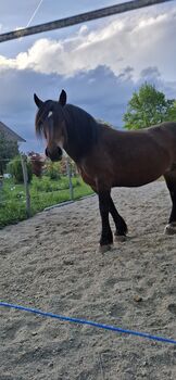 Noriker Stute, Steffi, Konie na sprzedaż, Berg im Attergau