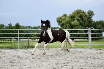 Noriker Stute - Scheck-Stute - Schecke