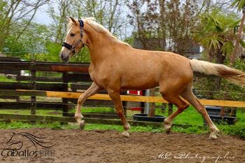 Palomino Andalusier Stute - ca. 1.63 m - anlongiert, Thomas Adams (Caballos PRE), Konie na sprzedaż, Bell
