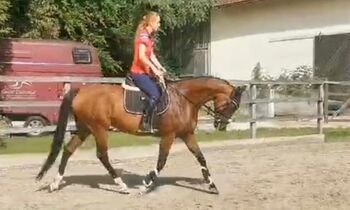 Vollblut stute
