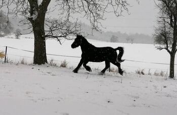 Ponystute zur Verfügung mit evtl Kaufoption, Leonie , Konie na sprzedaż, Wallhausen