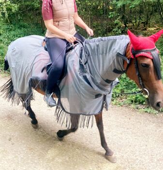 PRE-Stute 157cm