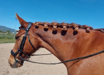 PRE Stute Gekört ca. 1.54/55 cm super brav