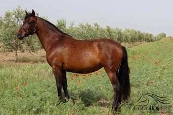 PRE Stute - kennt Sattel & Trense - direkt vom Züchter