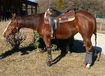 Quarter Horse Stute 2019, Fede Bassa, Konie na sprzedaż, Novi ligure