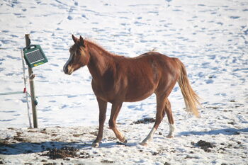 Quarter Horse Stute Reining Cowhorse Showprospect