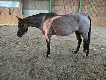 Menschenbezogene Bay Roan QH Stute mit bester Abstammung, Kerstin Rehbehn (Pferdemarketing Ost), Konie na sprzedaż, Nienburg