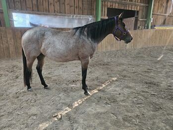 Menschenbezogene Bay Roan QH Stute mit bester Abstammung, Kerstin Rehbehn (Pferdemarketing Ost), Konie na sprzedaż, Nienburg