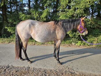 Menschenbezogene Bay Roan QH Stute mit bester Abstammung